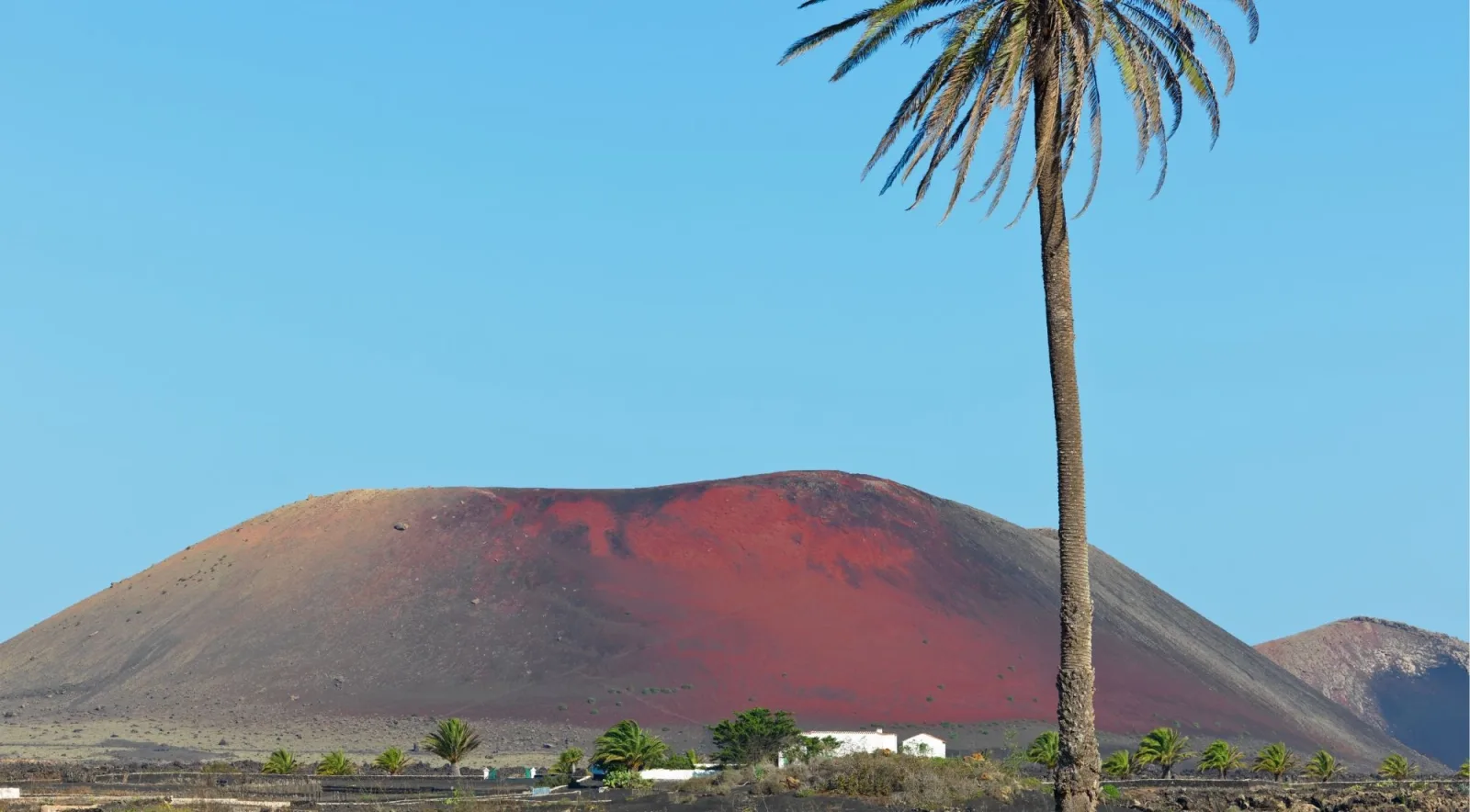 Montaña Roja, a rust-red volcanic cone rising behind a single palm tree