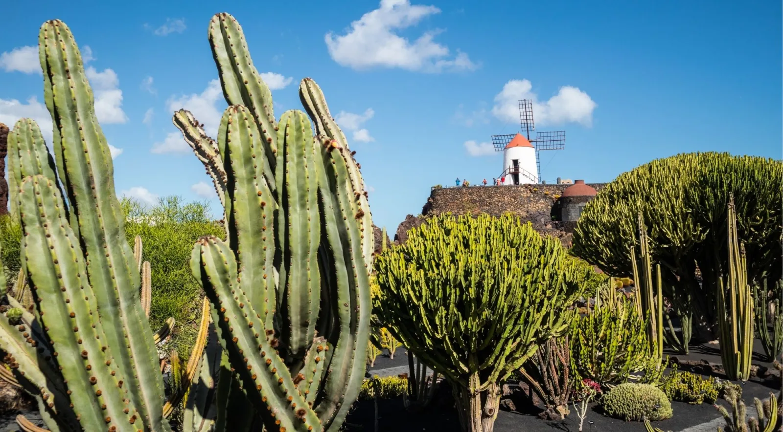 Tall cacti in black volcanic gravel with a restored white windmill on the rim above