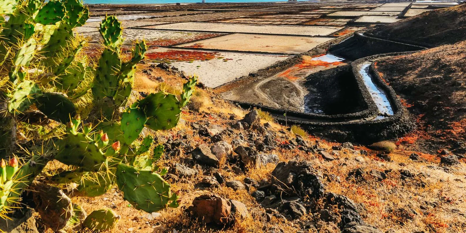 The Salinas de Janubio salt pans in their volcanic basin, prickly pear in the foreground