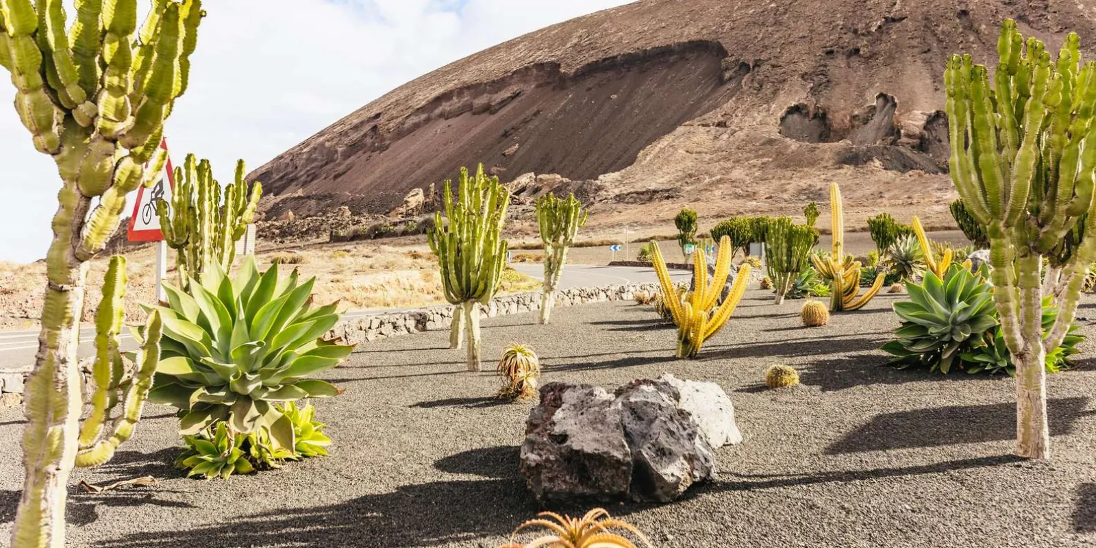 Candelabra cactus and succulents on black volcanic grit beside a red volcanic hill